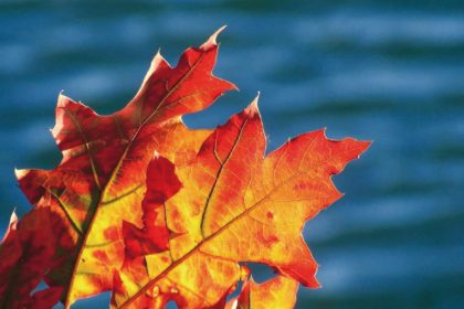 Herbst- und Weinfest im CURA Seniorencentrum Halle-Silberhöhe