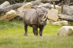 LDH_Zoo Leipzig7