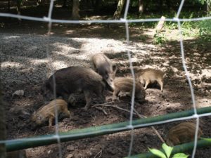 süße Frischlinge im Wildpark Leipzig