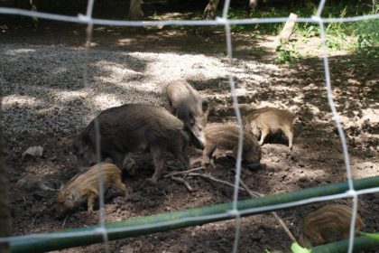 Sonniger Ausflug in den Wildpark Leipzig