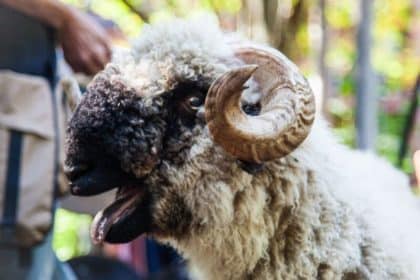 Füttern erlaubt: Besuch des Tiermobils im Cura Garten