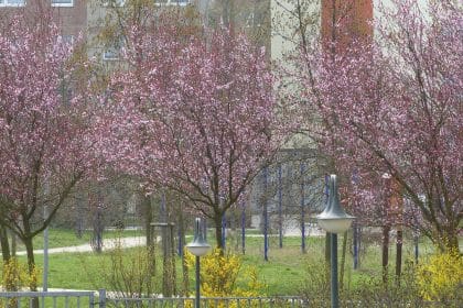 Einladung zum 01. Mai im Cura SC Pasewalk