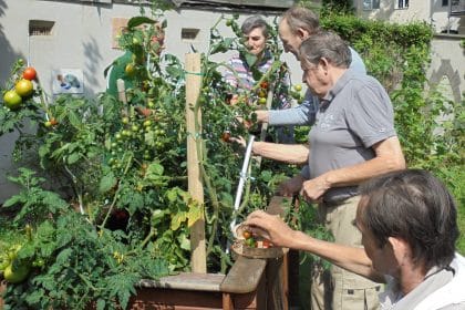 Tomaten-Ernte im Hof des Maximilianstiftes