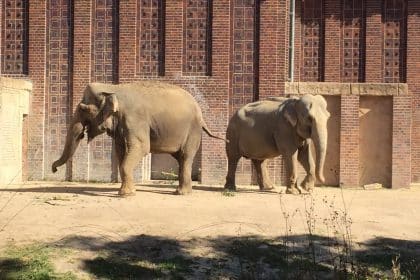 Der letzte Zoobesuch im Jahr 2017