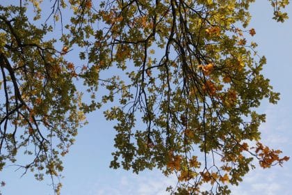 Es wird Herbst in Lilienthal