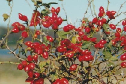 Bunte Klänge zur Herbstzeit