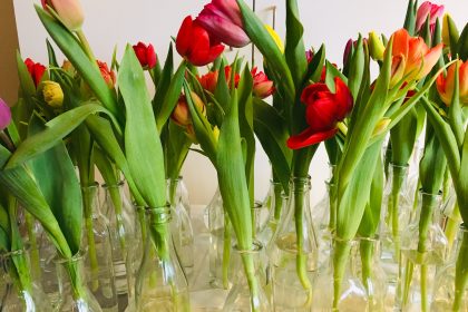 Tulpen aus Amsterdam zum Frauentag