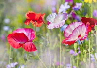 Frühling steht vor der Tür