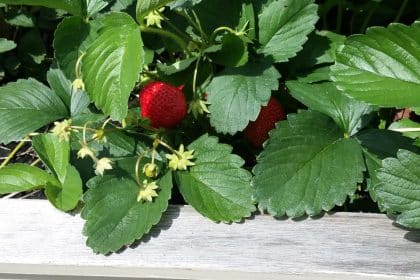 In Neuhaus sind die Erdbeeren reif!