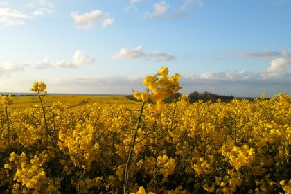 „Duftende Rapsfelder und eine Brise Ostseeluft“