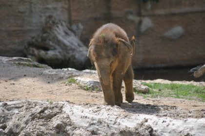 Wie sich die Zootiere für uns schmückten