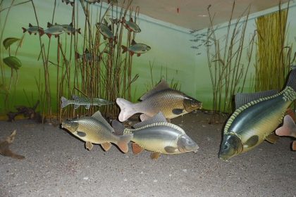 Eintauchen in die Leipziger Fischwelt