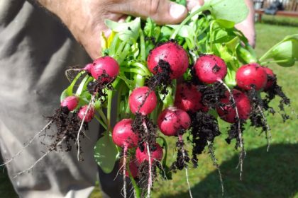 Erste Ernte aus dem Hochbeet