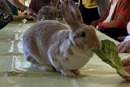 Tiere zaubern ein Lächeln ins Gesicht…