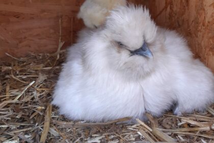 Vorfreude und Experiment zur Osterzeit