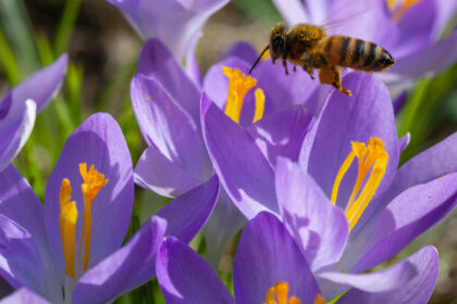 Blumige Grüße zum Frühlingsanfang