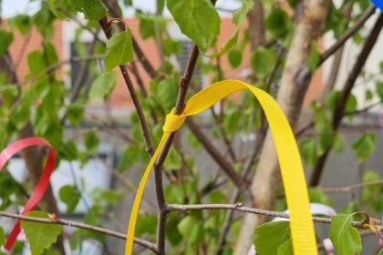 Ein Maibaum wurde im Dresdner Hof gestellt