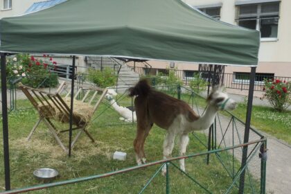 Tierisch, Tierisch in unserem Garten