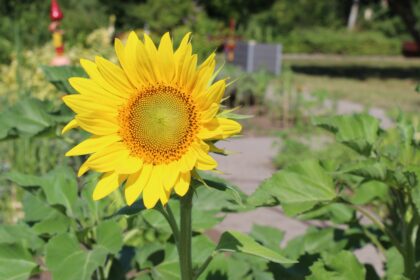 Impressionen aus unserem Garten ?