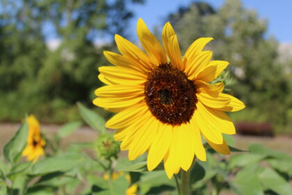 Impressionen aus unserem Garten ?