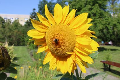 August-Impressionen aus unserem Garten ?